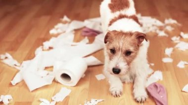 Isırdıktan sonra evde tuvalet kağıdı çiğneyen komik, aktif yaramaz bir köpek. Köpek yaramazlığı, kentsel köpek eğitimi ya da ayrılma endişesi.