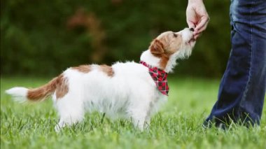 Antrenör sahibi, itaatkar sevimli köpeğine atıştırmalık veriyor. Yavru köpek eğitimi, yemek, beslenme..