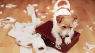 Isırdıktan sonra evde tuvalet kağıdı çiğneyen komik, aktif yaramaz bir köpek. Köpek yaramazlığı, kentsel köpek eğitimi ya da ayrılma endişesi.