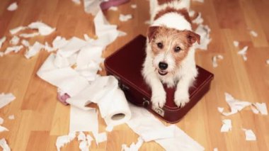 Isırdıktan sonra evde tuvalet kağıdı çiğneyen komik, aktif yaramaz bir köpek. Köpek yaramazlığı, kentsel köpek eğitimi ya da ayrılma endişesi.