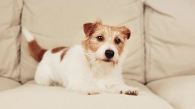 Sevimli küçük şehir Jack Russell Terrier köpeği kanepede oturup kuyruğunu sallıyor.