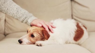 Elle okşamak, kanepede yumuşacık sevimli bir köpeği okşamak. Hayvan bakımı ve aşk. 