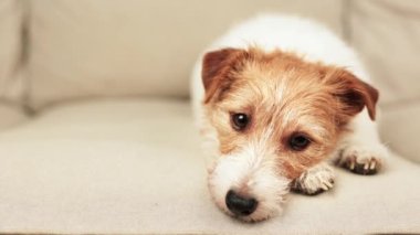 Köpek suratlı. Sevimli Jack Russell Terrier rahatlıyor, dinliyor ve kanepeye bakıyor..
