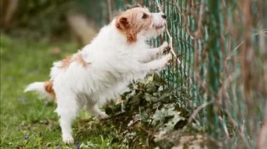 Mutlu gürültücü aktif komik köpek kuyruğunu sallıyor ve evdeki çitin arkasında havlıyor. Ayrılık endişesi.