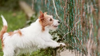 Mutlu gürültücü aktif komik köpek kuyruğunu sallıyor ve evdeki çitin arkasında havlıyor. Ayrılık endişesi.