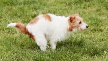 Parktaki çimlere tuvaletini yapan komik köpek. Kaka yapmak, dışkılamak, hayvan dışkısı konsepti..
