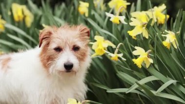 Nergis çiçeklerinin yanına bakan sevimli köpek dinliyor. Bahar, Paskalya, yaz veya anneler günü geçmişi.