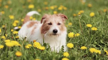 Komik sevimli köpek kuyruğunu sallıyor, güneş banyosu yapıyor ve karahindiba çiçekleriyle otların arasında dinliyor. Bahar, yaz eğlencesi.