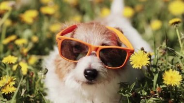 Komik, gevşetici, mutlu köpek kuyruğunu güneş gözlükleriyle çiçeklere sallıyor. Bahar, yaz eğlencesi ve güneşlenme. 