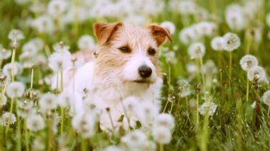 Komik, sevimli, evcil köpek dinleyen, rahatlatan, karahindiba çiçekleri içinde kokan. Bahar, yaz eğlencesi.