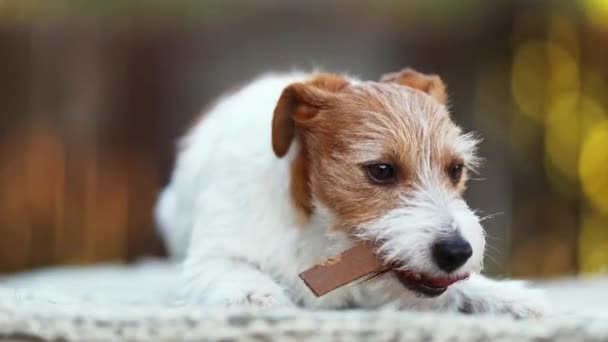 Здоровая Счастливая Собака Жует Ест Сладости Чистка Зубов Уход Зубами — стоковое видео