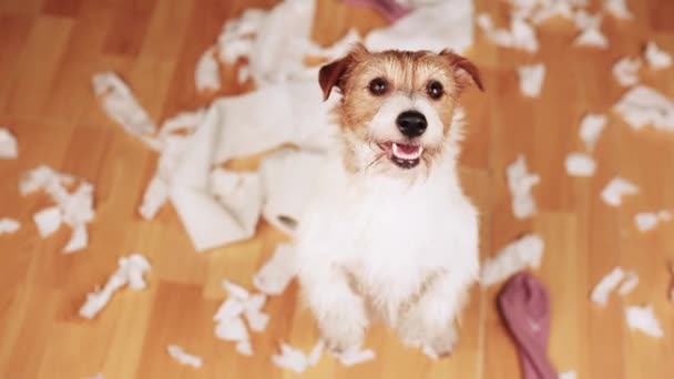 Grappige Actieve Stoute Hond Het Bijten Thuis Een Papier Kauwen — Stockvideo
