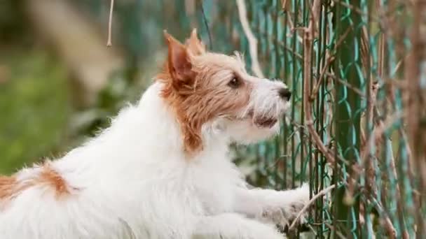 Glad Bullriga Aktiva Rolig Hund Skällande Bakom Staketet Hemma Separationsångest — Stockvideo
