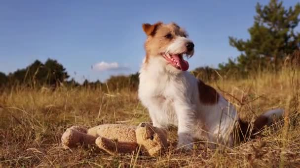 かわいい面白い犬が喘ぎ 彼女のおもちゃで草原の草の中に座って ハエと遊んでいます 暑い夏のコンセプト — ストック動画