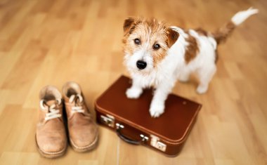 Retro bir bavul ve ayakkabılarla bekleyen sevimli köpek yavrusu. Evcil hayvan oteli, seyahat sigortası, tatil veya tatil geçmişi.