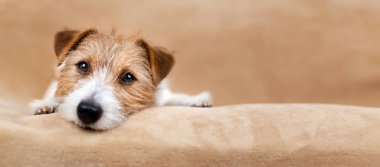 Şirin Jack Russell Terrier kafası. Kopya alanı olan ulusal köpek günü afişi veya arkaplanı.