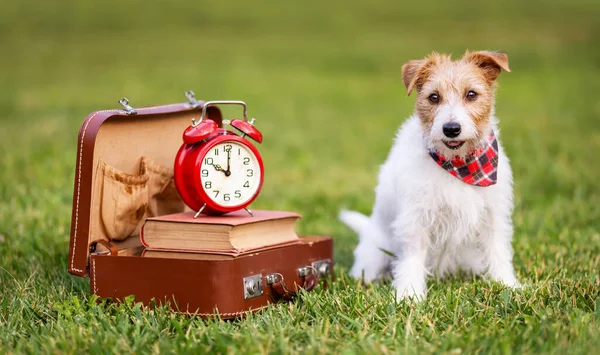 Cute Dog Sitting Schoolbag Alarm Clock Back School Puppy Training — Stock Photo, Image