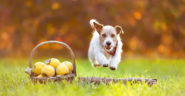 Funny happy pet dog jumping, running next to apples in autumn. Thanksgiving day or fall banner, background