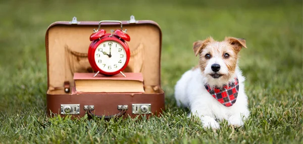 Cute Dog Looking Retro Schoolbag Book Alarm Clock Back School — Stock Photo, Image