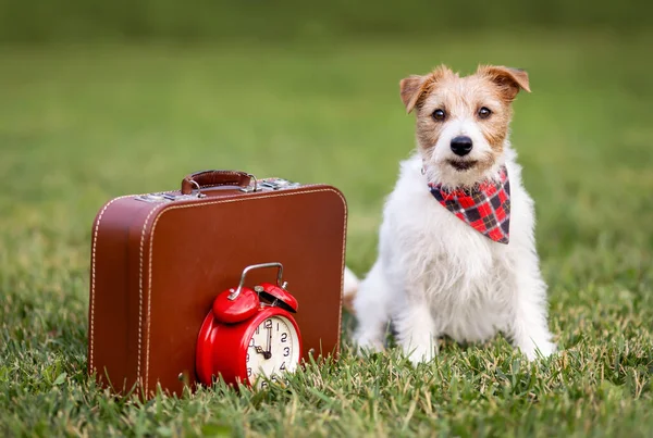 Šťastný Pes Čeká Retro Kufrem Budíkem Domácí Zvířata Hotel Cestování Stock Obrázky