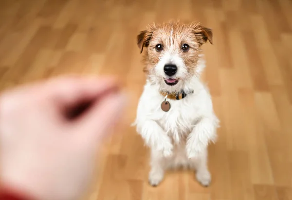 Симпатичная Собака Просит Перекусить Обучение Щенков Стоковая Картинка