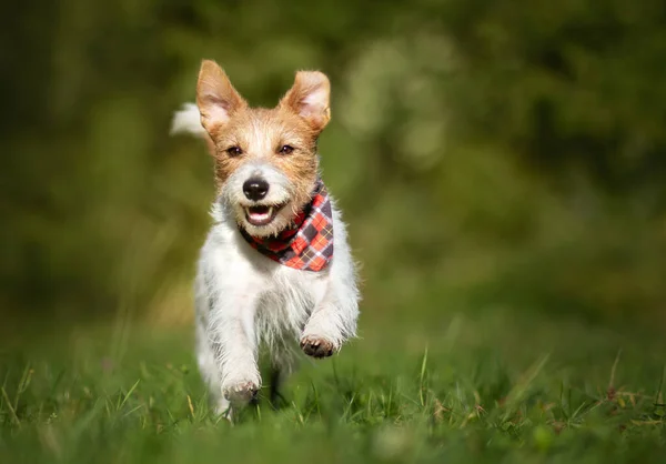 Aktive Fröhliche Jack Russell Terrier Welpen Laufen Hyperaktives Hundetraining Stockbild