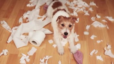 Isırdıktan sonra tuvalet kağıdı ve ayakkabı çiğneyen komik, aktif yaramaz bir köpek. Hiperaktif, aktif kentsel köpek yavrusu yaramazlığı, eğitim veya ayrılma kaygısı. 