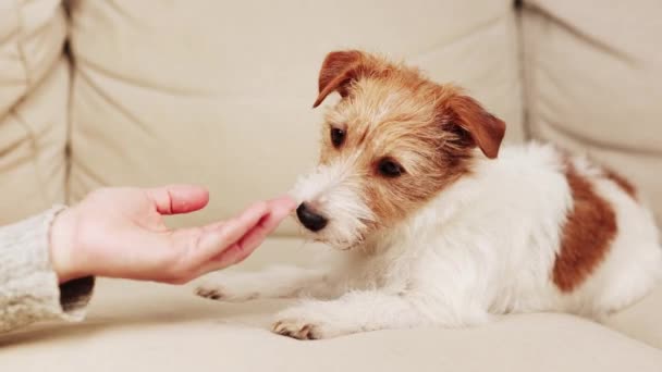 Jack Russell Elle Beslemek Teriyer Köpeği Köpek Eğitimi Nsanlarla Evcil — Stok video