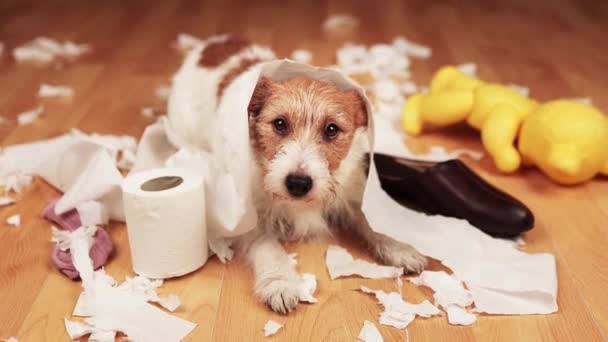 Funny Active Naughty Dog Biting Chewing Toilet Paper Shoe Hyperactive — Stock Video