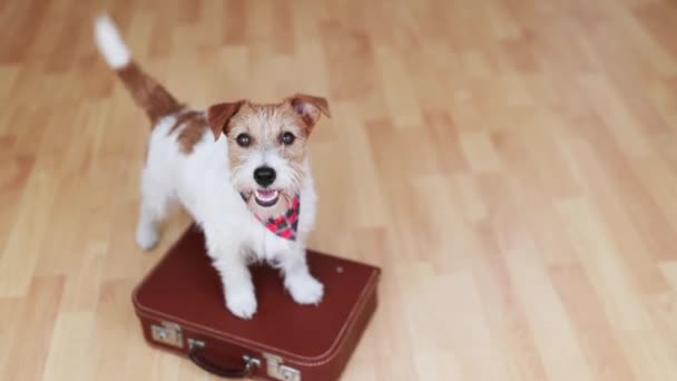 快乐可爱的小狗在家里的行李箱上摇尾巴 宠物旅游 度假或暑假 — 图库视频影像
