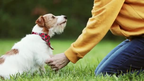 Εκπαιδευτής Ιδιοκτήτης Διδασκαλία Χαριτωμένο Σκυλί Ψάχνει Της Δώσει Ένα Πόδι — Αρχείο Βίντεο