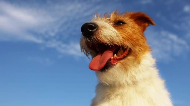 Roztomilý Pes Lapající Dechu Pozadí Modré Oblohy Psí Hlava Jazyk — Stock video