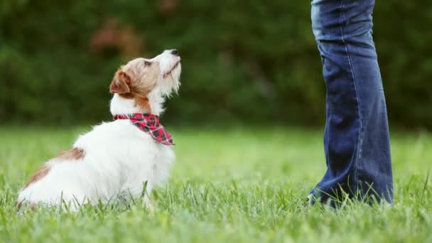 Lindo Perro Pequeño Mascota Feliz Sentado Mirando Entrenador Propietario Entrenamiento — Vídeos de Stock