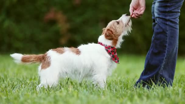Eğitmen Köpeğine Ayakta Durmayı Atıştırmalık Vermeyi Öğretiyor Yavru Köpek Odaklanma — Stok video