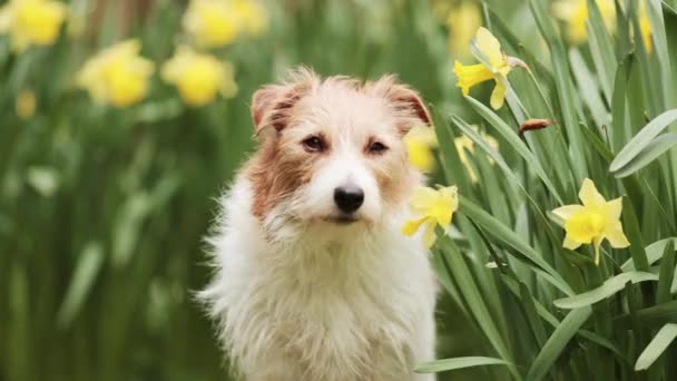 Rolig Söt Glad Jack Russell Terrier Hund Luktar Påsklilja Blommor — Stockvideo