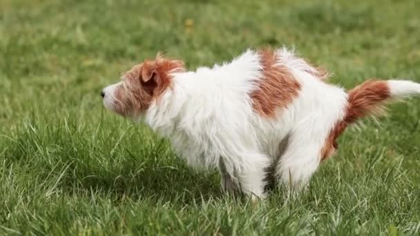 Lustiger Hund Beim Toilettengang Gartengras Pooping Stuhlgang Tierkot Konzept — Stockvideo