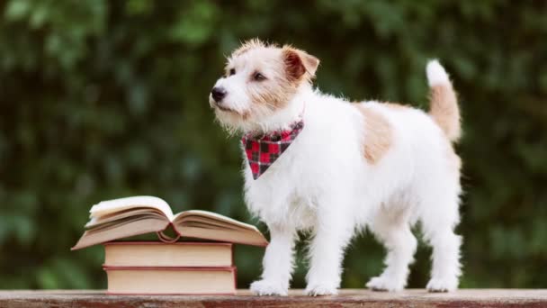 Lindo Perro Mascota Feliz Escuchando Meneando Cola Con Libros Regreso — Vídeos de Stock