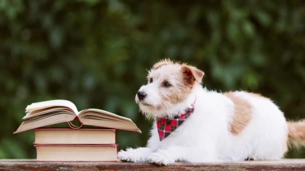 Leuke Hond Die Naast Boeken Luistert Terug Naar School Leren — Stockvideo