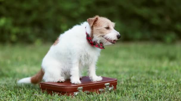 Happy Jack Russell Terrier Chien Assis Regardant Sur Une Valise — Video