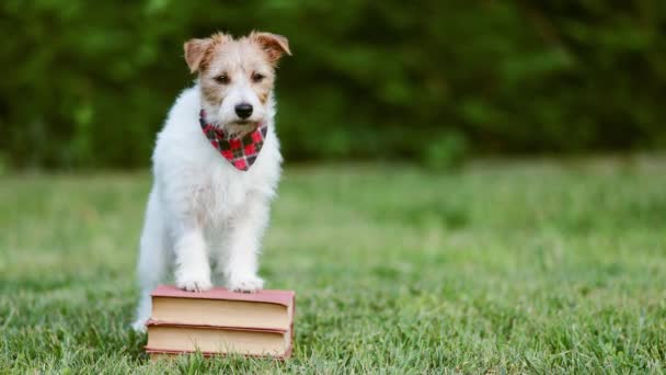 Lindo Perro Mascota Obediente Pie Pensando Los Libros Regreso Escuela — Vídeo de stock