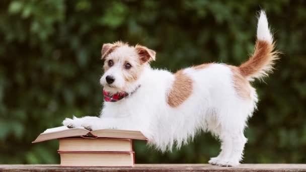 Leuke Gelukkige Hond Die Luistert Kwispelend Staart Boeken Terug Naar — Stockvideo