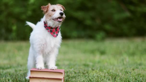 Lindo Gato Obediente Feliz Russell Terrier Perro Mascota Escuchando Meneando — Vídeos de Stock