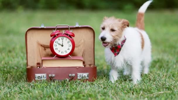귀여운 시계와 빈티지 강아지 훈련으로 돌아가기 — 비디오