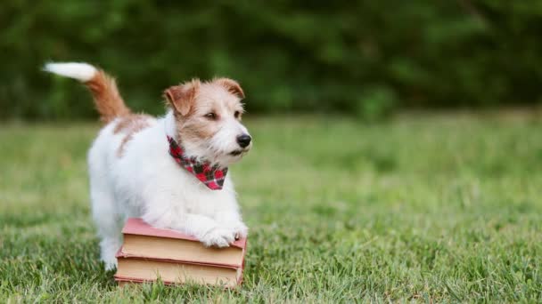 Lindo Perro Mascota Feliz Esperando Meneando Cola Los Libros Regreso — Vídeos de Stock