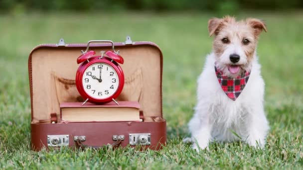 Cute Panting Dog Sitting Next Vintage Schoolbag Alarm Clock Back — Stock Video