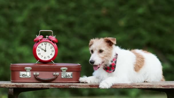 Wesoły Zabawny Pies Słuchający Ławce Walizką Budzikiem Podróże Zwierząt Domowych — Wideo stockowe
