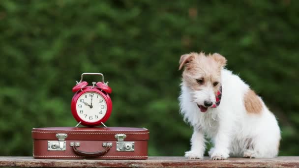 快乐可爱的听着的狗坐在长椅上 带着手提箱和闹钟 宠物旅游 度假或暑假 — 图库视频影像