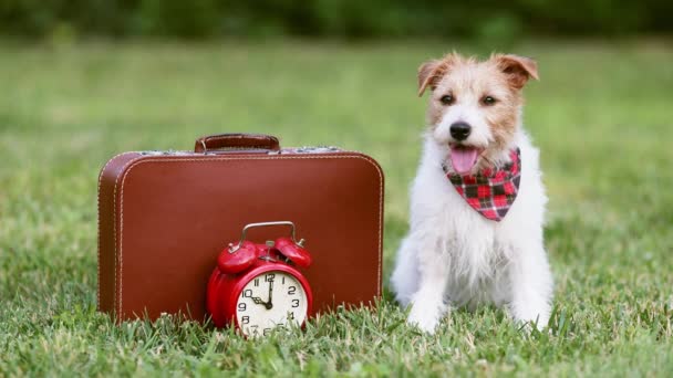 Szczęśliwy Ładny Dyszący Pies Siedzi Trawie Walizką Budzikiem Podróż Zwierzętami — Wideo stockowe