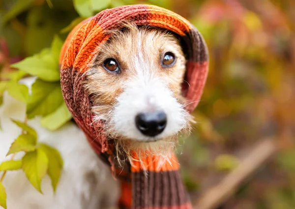 Sıcak eşarp takan komik köpek. Soğuk sonbahar, sonbahar, kış, öksürük, grip virüsü. Hayvan surat, kafa..