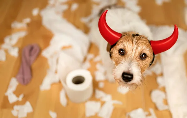 Funny, active naughty dog after biting, chewing a toilet paper. Pet mischief, puppy training or separation anxiety.